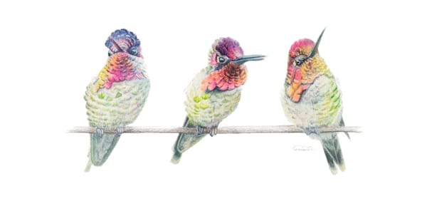 Perch Perfect – One-of-a-Kind Hummingbird Art