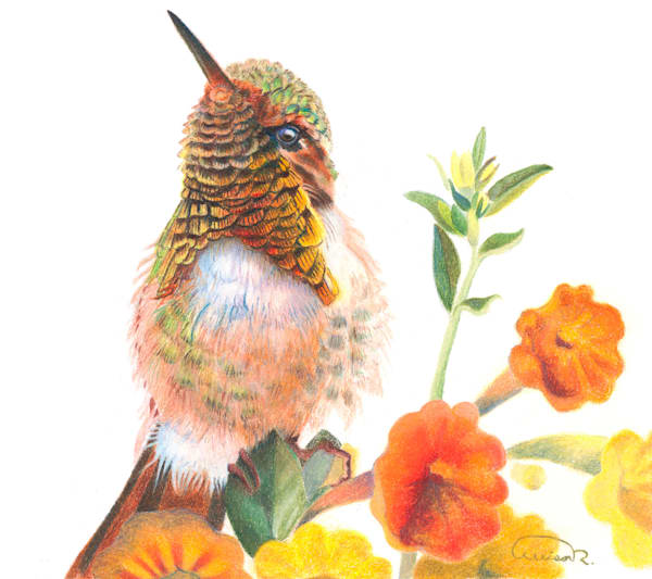 Allison Richter's 'Blooming-dale': Sicilian Hummingbird Color Pencil Art for Collectors
