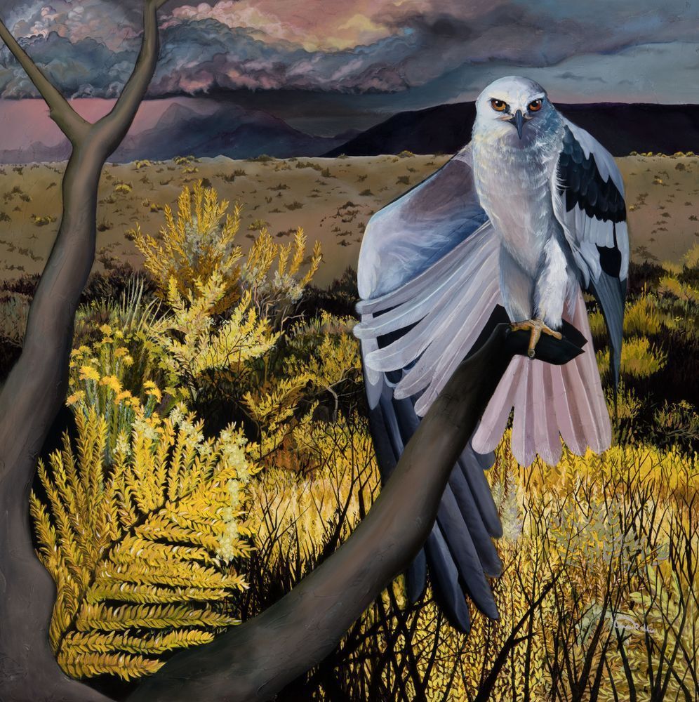 White Tailed Kite Raptor Fine Art Print by Bird Artist Allison Richter for Sale