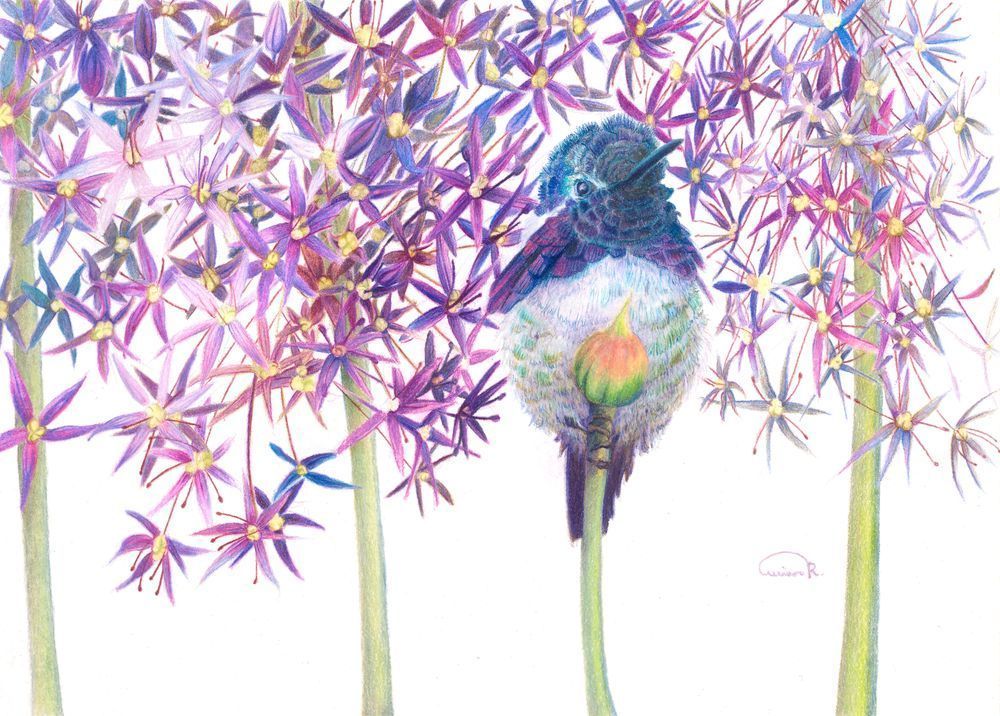 Allison Richter's 'Petal Pusher': Fine Art Print of Costa's Hummingbird Inspired by Shape Repetition