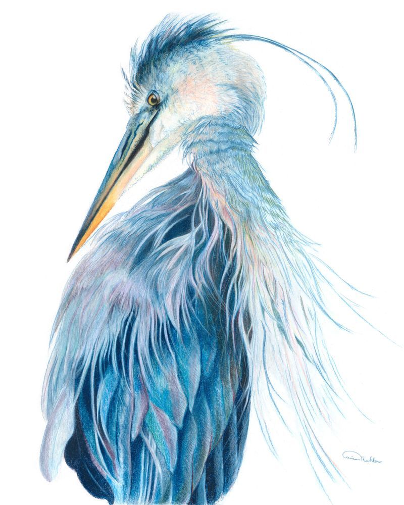 Misc Birds - Drawing Prints