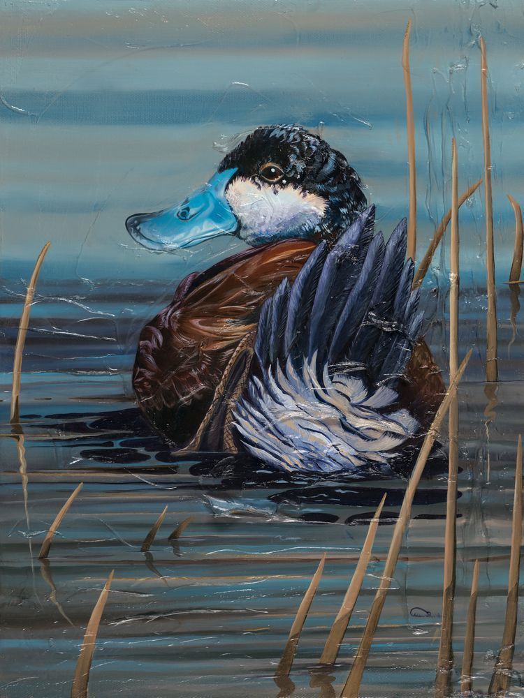 Ruddy Duck Art Print – "Morning Shimmer" by Allison Richter (Open Edition)