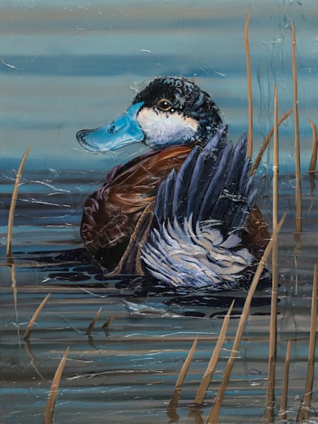 Ruddy Duck Art Print – "Morning Shimmer" by Allison Richter (Open Edition)