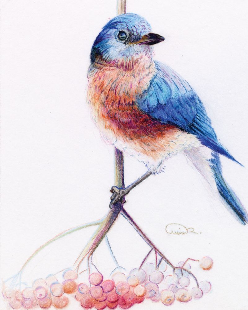 Misc Birds - Color Pencil