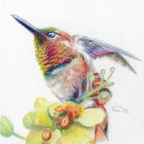 Original Color Pencil Hummingbird Miniature – "Desert Ember" Gemwing Art | Allison Richter Wildlife Studio