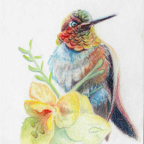 Desert Opal – Rufous Hummingbird Color Pencil Miniature by Allison Richter