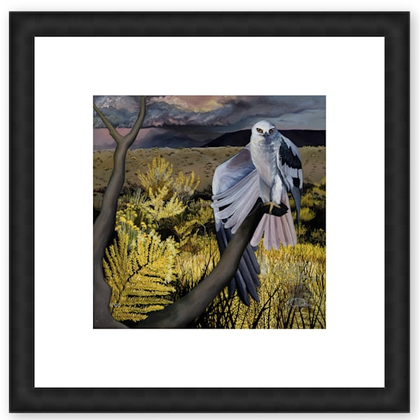 Stormy Feather | Hand-Embellished White-Tailed Kite Limited Edition Print by Allison Richter