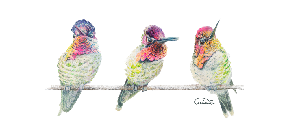 Anna’s Hummingbird Trio Tote Bag – "Perch Perfect" | Allison Richter Wildlife Art