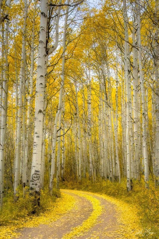 Fall Into The Road Less Traveled Photography Art | Michael J. Bauer Photography