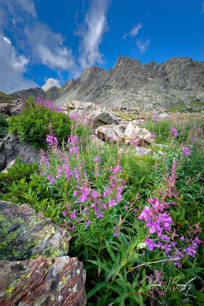 Michael J Bauer Photography | Colorado Wilderness Wildflowers