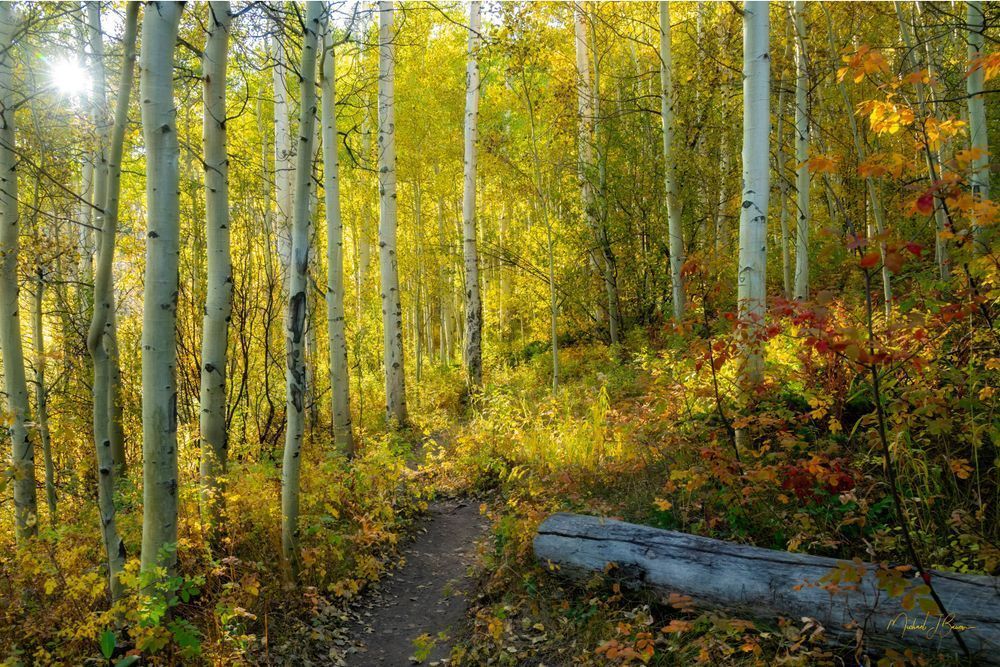 Early Evening Fall Hike Photography Art | Michael J. Bauer Photography