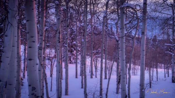 Michael J. Bauer Photography | Glow Through Aspens