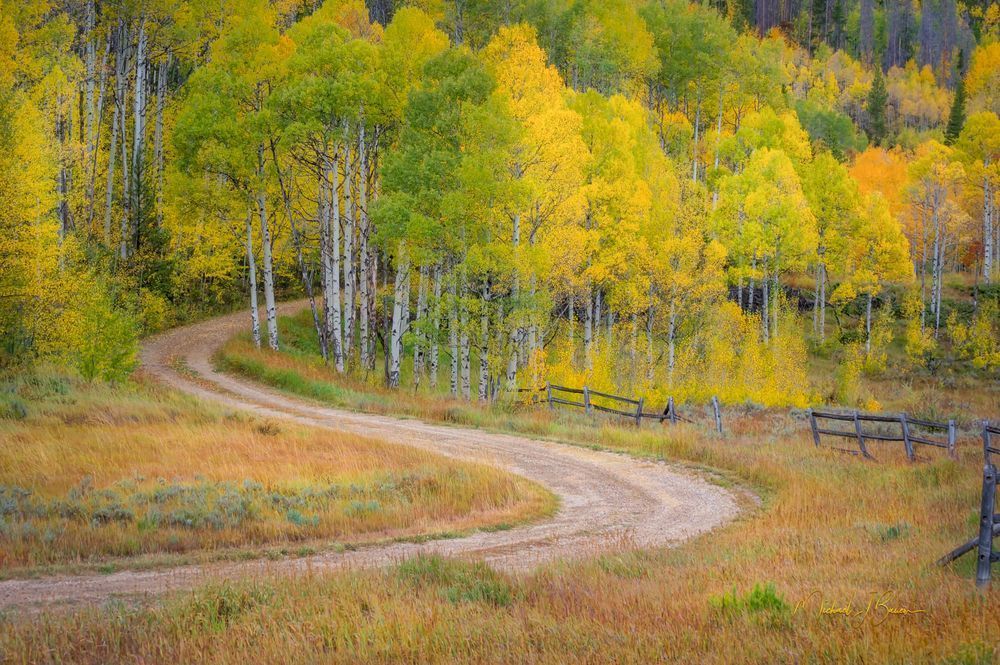 Michael J Bauer Photography | Colorado Dirt Road into Aspens