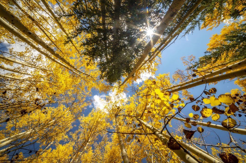 Into The Aspens Photography Art | Michael J. Bauer Photography