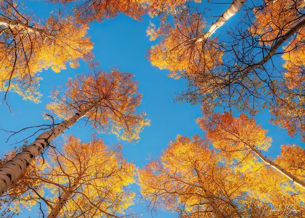 Looking Up Red Aspens Photography Art | Michael J. Bauer Photography