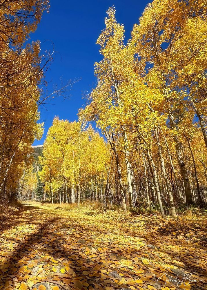 Yellow Leaf Road Photography Art | Michael J. Bauer Photography