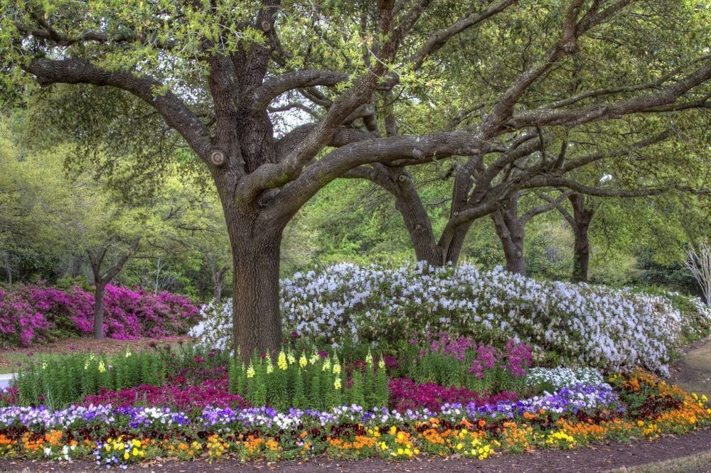 Spring Color Beneath the Oaks at Landfall
