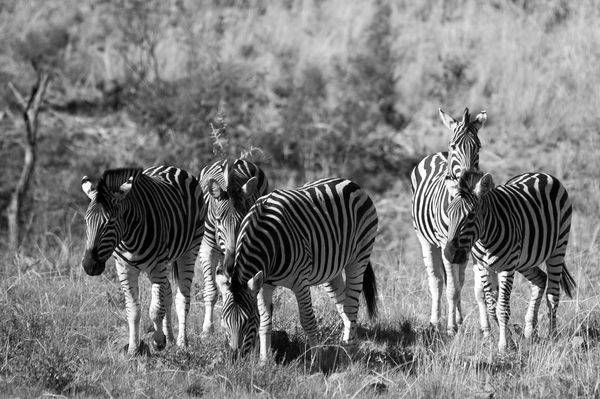 Wildlife