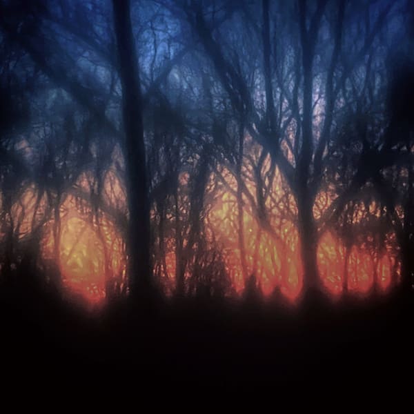 Sunset in the Woods