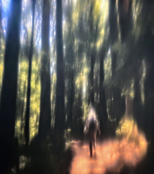 A Walk in the Redwood Forest