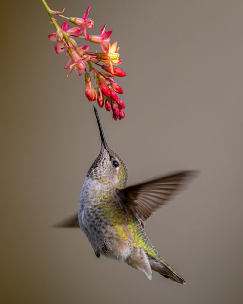 Hummingbirds