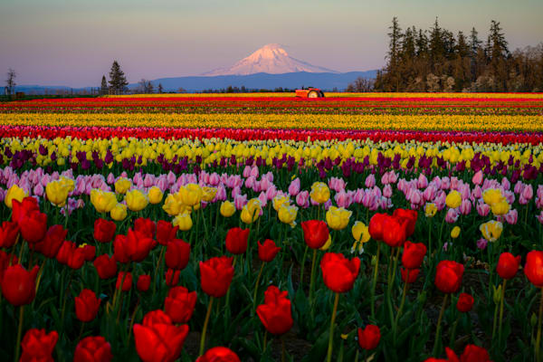 Tulip Fields