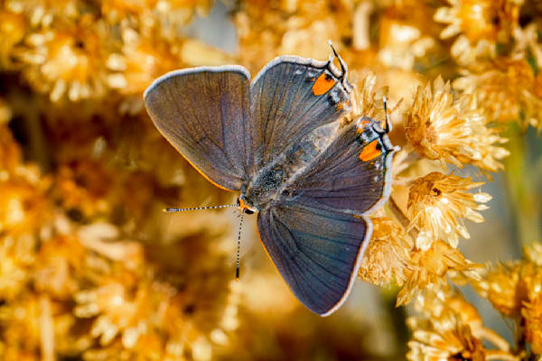 Butterflies