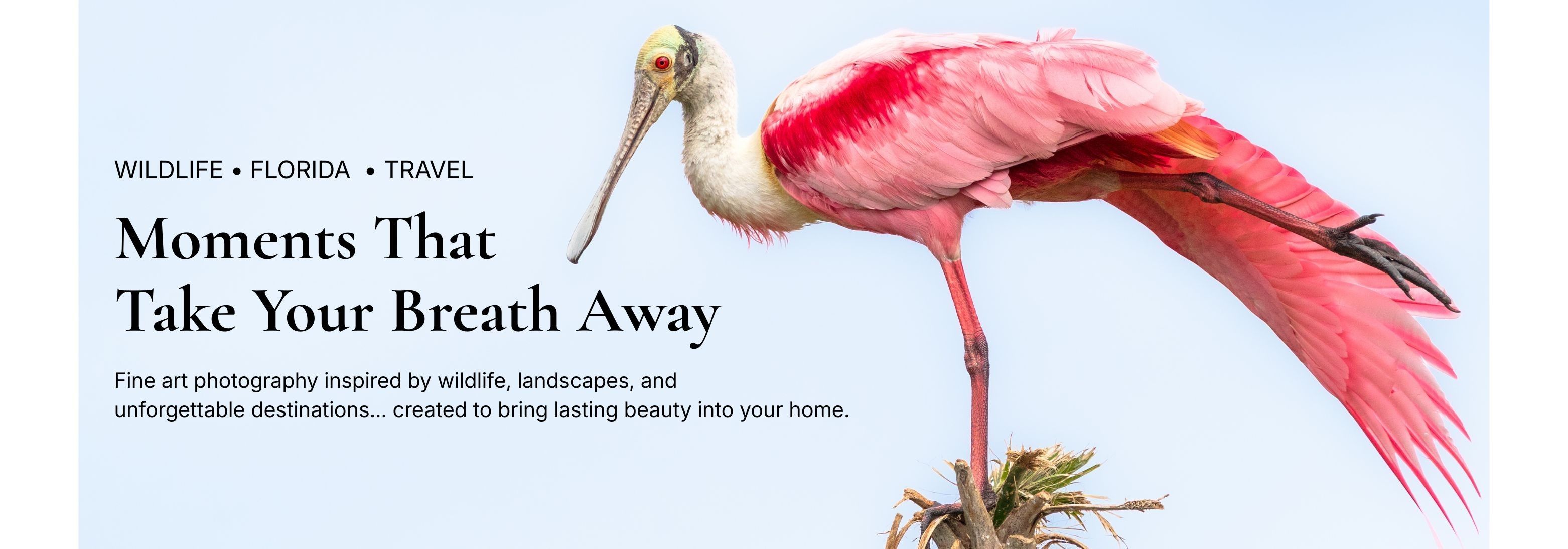 
        <div class='title'>
          Roseate Spoonbill  Florida
        </div>
       