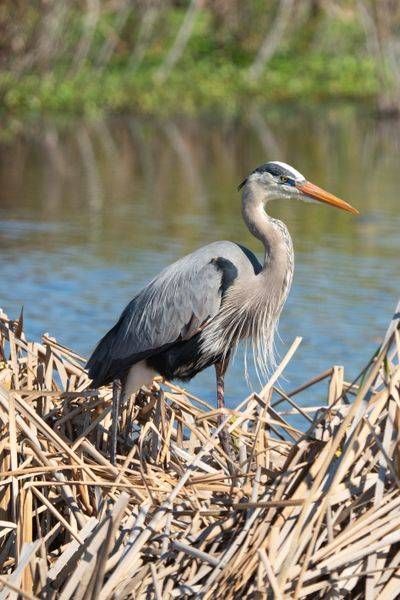 Blue Heron Photography Art | Jen Helton Photography
