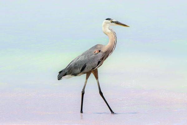 Blue Heron Pastels Photography Art | Jen Helton Photography