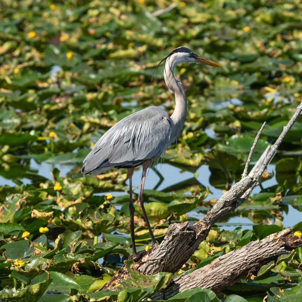 Great Blue Heron Photography Art | Jen Helton Photography