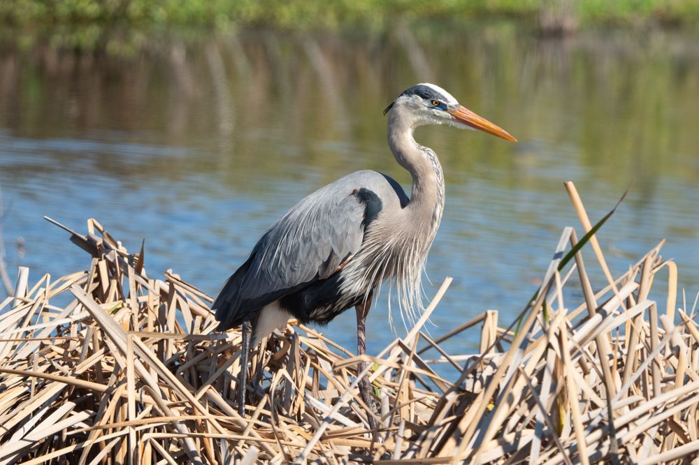 Blue Heron Photography Art | Jen Helton Photography