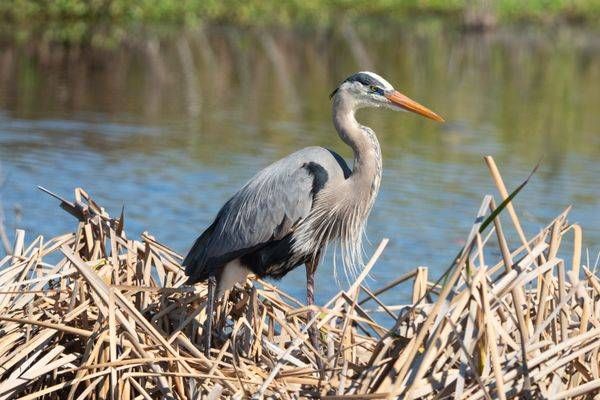 Blue Heron Photography Art | Jen Helton Photography