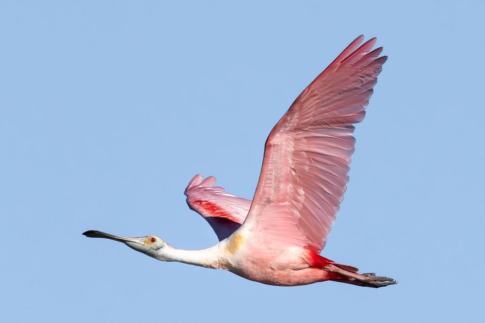 Roseate Spoonbill in Flight Wildlife Photography Print | Florida Bird Art
