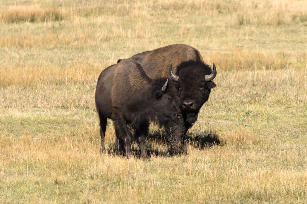 Yellowstone Bison Pair