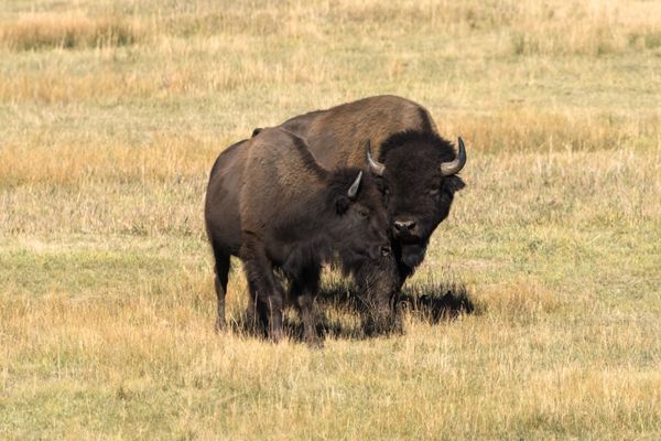 Wildlife