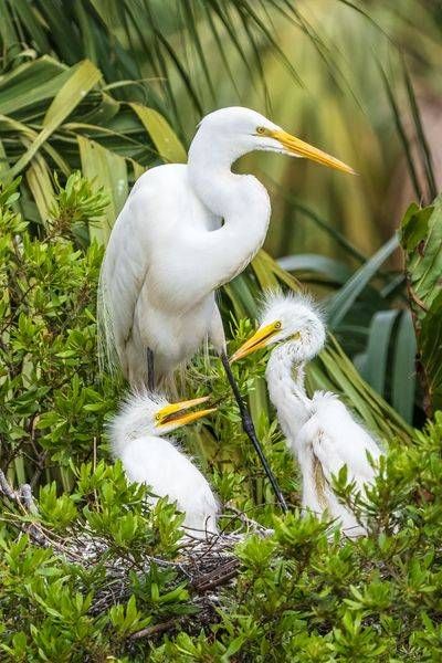 Great Egret Family Photography Art | Jen Helton Photography