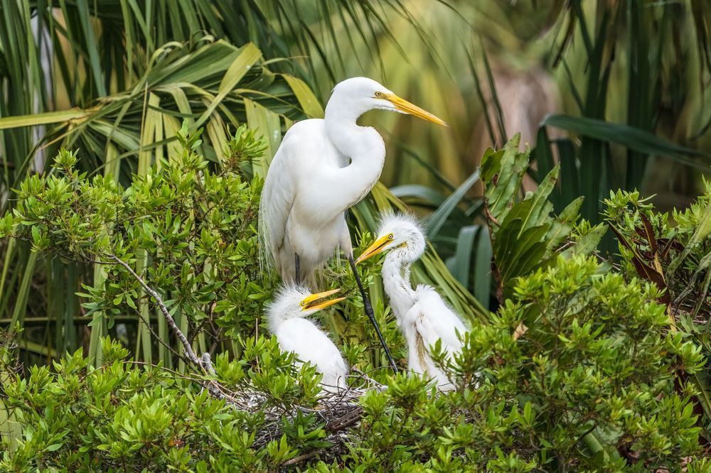 Great Egret Family in the Wetlands | Florida Wildlife Photography Print