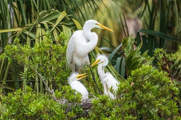 Great Egret Family in the Wetlands | Florida Wildlife Photography Print