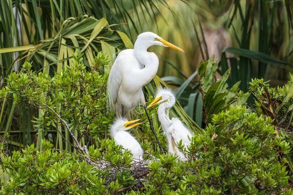 Birds of Florida