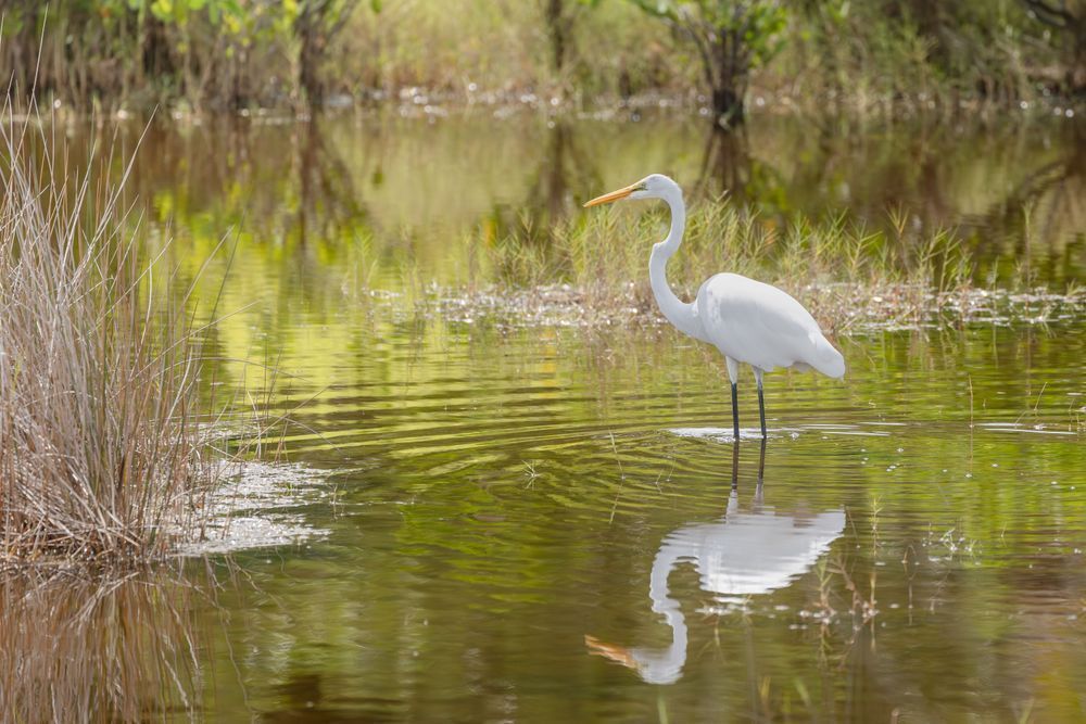 Florida Great Egret Wading | Wildlife Bird Photography Print