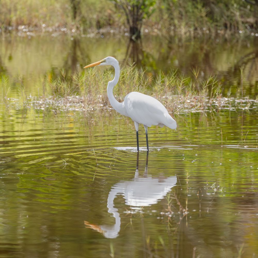 Great Egret Wading Photography Art | Jen Helton Photography