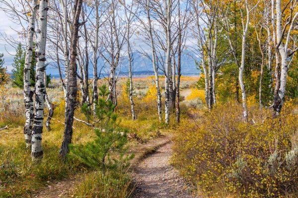 Grand Teton Aspen Trail Fall Landscape Photography Print