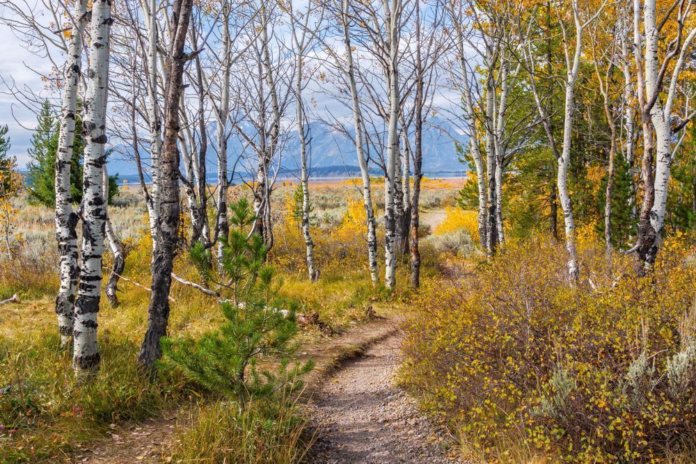 Grand Teton Aspen Trail Fall Landscape Photography Print