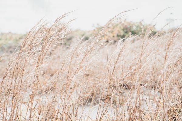 Sea Oats 1 Photography Art | Jen Helton Photography
