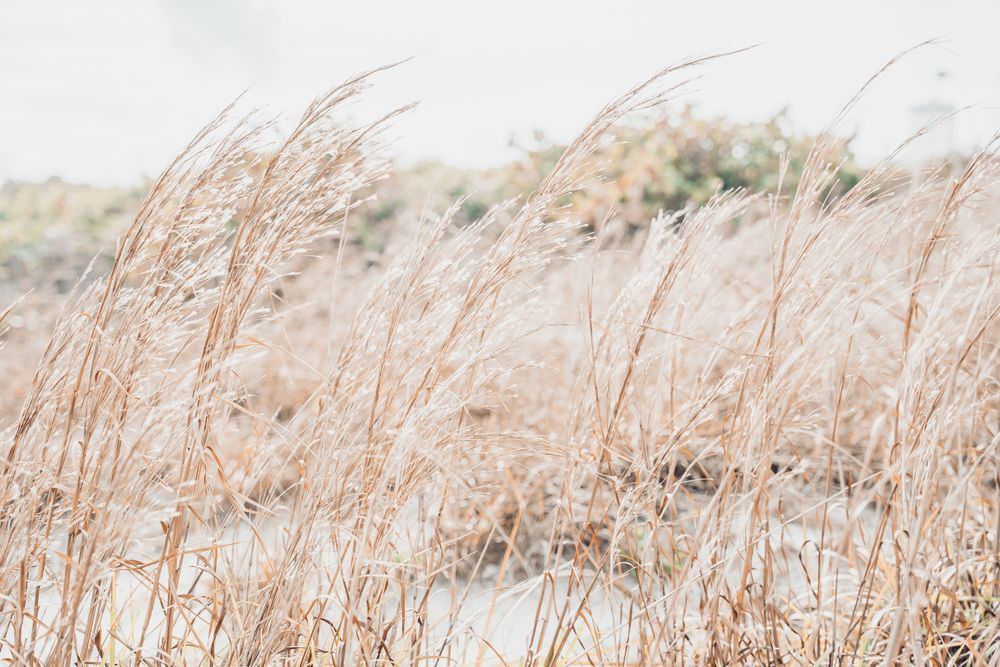 Sea Oats 1 Photography Art | Jen Helton Photography