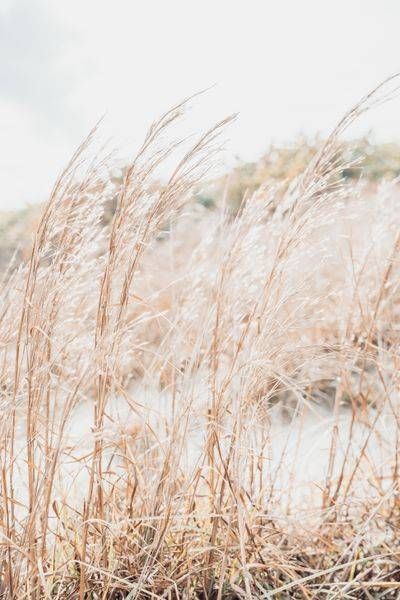 Sea Oats 2 Photography Art | Jen Helton Photography
