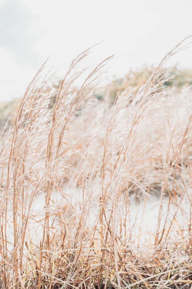Sea Oats 2 Photography Art | Jen Helton Photography