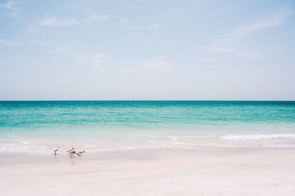 Ibis On The Beach Photography Art | Jen Helton Photography