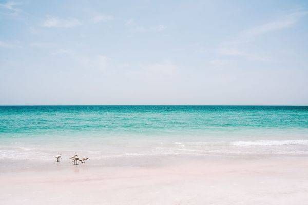Ibis On The Beach Photography Art | Jen Helton Photography